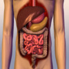 Human Digestive System Trivia Game