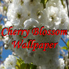 Cherry Blossom Wallpaper Free