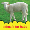 Animals for Baby