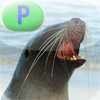 Seals, Sea Lions, and Walruses - LAZ Reader [Level P-second grade]
