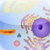 Cell Explorer:  The Animal Cell (Free)