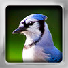 Bird Flip: Flashcards of Common & Exotic Birds