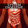 System Digestive