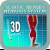 Anatomy Sciatic Nerves 3D