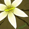 Maestria's Flower