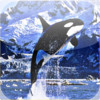 Killer Whale -Swimming the Ocean Now Ur Device