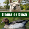 Llama or Duck Quiz
