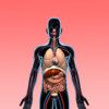 Anatomy Quiz - Human Body