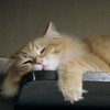 Cute Cats - Wallpapers & Slideshow HD