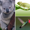 Hey! Guess the Animal - What's the creature in the pic-ture play and crack that trivia quiz