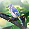 Blue Jays - North American Bird