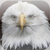 Facts about Bald Eagles of North America
