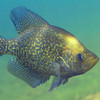 Southeastern Freshwater Fish