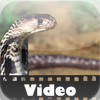 Snake Video!