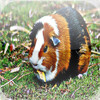 Guinea Pigs - House Hold Pet to Living in Your ...