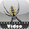 Spider Video!