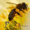 PhotoBuzz for iPad - Public Web Album Explorer
