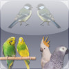 Birds Info for iPhone