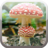 Mushrooms - Gallery