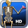 HD Bones Anatomy