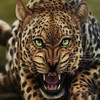 Life Of Leopard