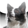 Collies - Border Collies and More