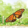 Butterfly link
