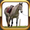 Equine Conformation - Horsemanship Lessons for Equestrians