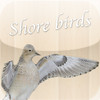 Shorebirds of the United States and Canada
