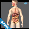 Digestive Anatomy Game