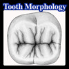 My Notes: Tooth Morphology