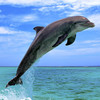 Dolphin Pics ! Lovely dolphin pictures for wallpapers and backgrounds
