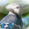 Amazing Birds iSlider Puzzles - free edition
