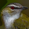 BIRD SCHOLAR Premium Edition