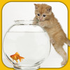 Cute Pets : Puzzles and more