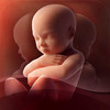 3D Baby Pregnancy Tracker & Calendar for iPad