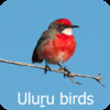 Uluru birds