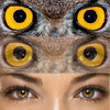 Insta Eye Blender - Create Amazing Eye Blends and Post to Instagram