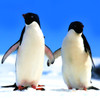 Penguins Wallpaper HD