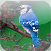 Bird Songs App