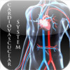Anatomy of The Cardiovascular System