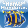 Cozume,Belize & Honduras Fishes :  Diving