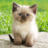 Baby Cats & kittens Wallpapers HD for iPhone