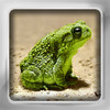 Frog Flip: Flashcards of Frogs & Salamanders