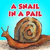 A Snail In A Pail