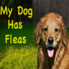 My Dog Has Fleas