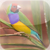 BEAUTIFUL EXOTIC BIRDS - Photographs of Tropical Birds and Other Exotic Birds