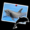 Dolphin wonderful