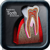 Anatomy Teeth Dissection