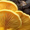 Fungi in Nature for iPad